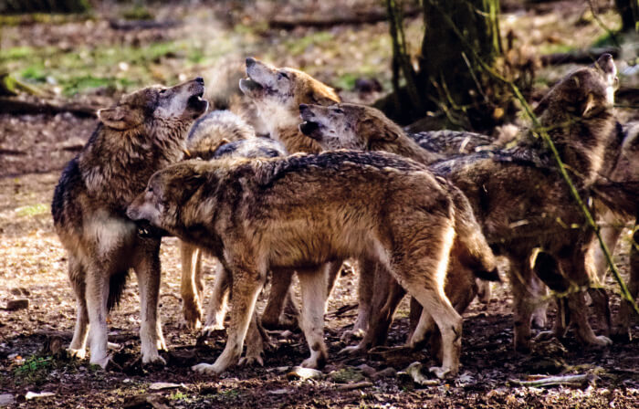 wolf
